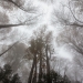 Forêt de Hêtres dans le brouillard en automne