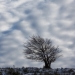 Hêtre en hiver, Ariège, Occitanie