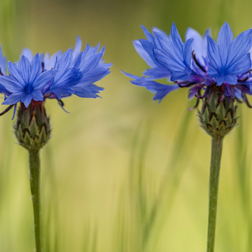 Bleuet des champs, <em>Centaurea cyanus</em>