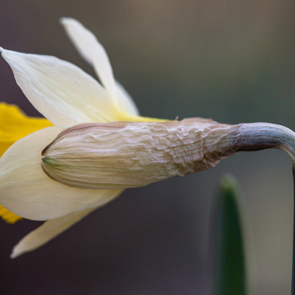 Narcisse des bois, Jonquille, <em>Narcissus pseudo-narcissus</em>