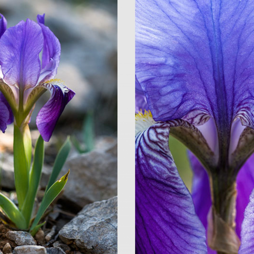 Iris nain, <em>Iris lutescens</em> et Iris d'Allemagne, <em>Iris germanica</em>