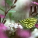 Papillon piéride du navet sur fleurs jardin