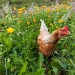 En prenant quelques précautions, des poules dévoreront limaces et nuisibles en tout genre au jardin