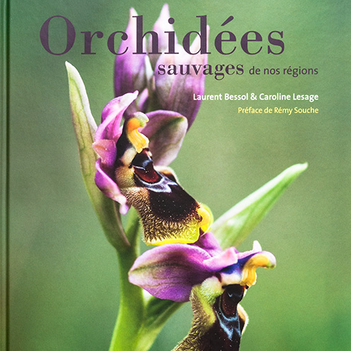 Orchidées sauvages de nos régions - Flammarion 2011